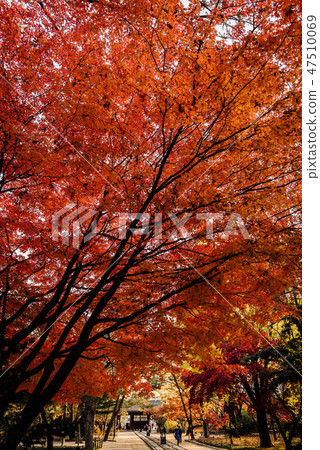 楓葉 47510069