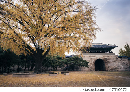 Autumn of Gyeongbok Palace Gunchunmun 47510072
