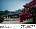 Flower of bonsai tree in Mt. 47510077