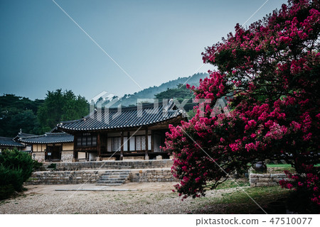 Flower of bonsai tree in Mt. Flower of bonsai tree in Mt. 47510077