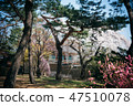Scenery of Changdeokgung Palace with flowers 47510078