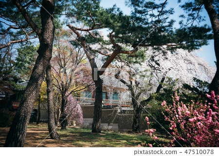 昌德宮宮殿風景與花的 昌德宮宮殿風景與花的 47510078