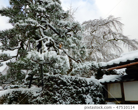 坂本雪醫學診所在冬天Taisei櫻桃樹 坂本雪醫學診所在冬天Taisei櫻桃樹 47510114