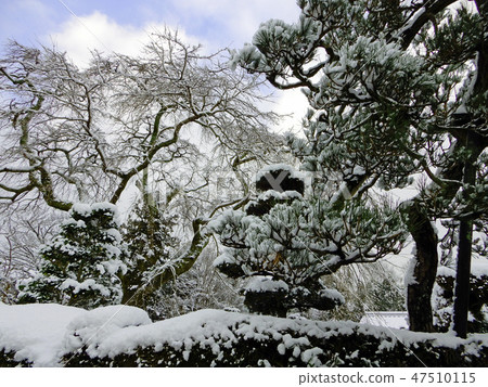 坂本雪醫學診所在冬天Taisei櫻桃樹 坂本雪醫學診所在冬天Taisei櫻桃樹 47510115