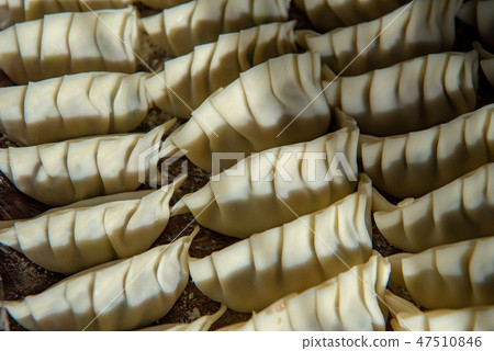 手工製作的餃子 手工製作的餃子 47510846