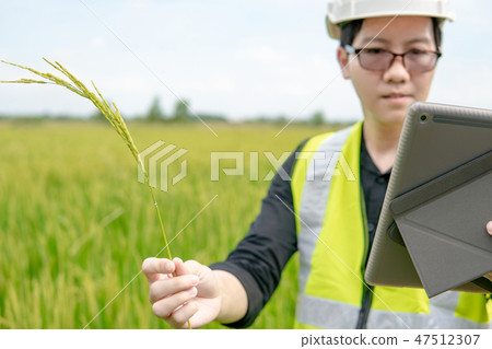 Asian male agronomist observing on rice field Asian male agronomist observing on rice field 47512307