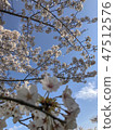 Cherry Blossoms	 47512576