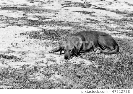 hungry stray dog wait someone give food on dirty ground in black and white photography hungry stray dog wait someone give food on dirty ground in black and white photography 47512728