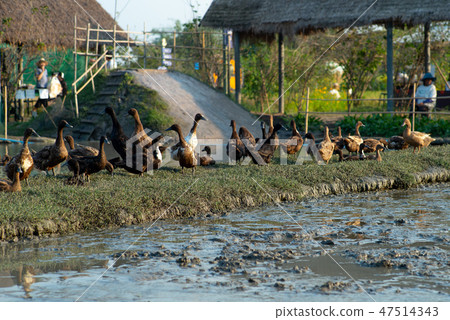 Selective focus on group of ducks in rice field. 47514343