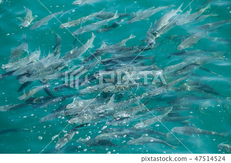 Mul魚海,海風景 Mul魚海,海風景 47514524