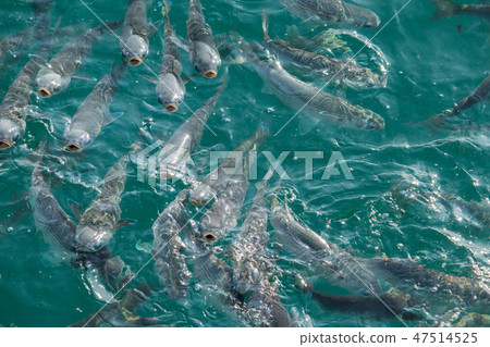 Mul魚海,海風景 Mul魚海,海風景 47514525