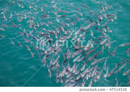 Mul魚海，海風景 47514526