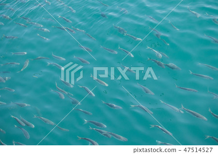 Mul魚海,海風景 Mul魚海,海風景 47514527