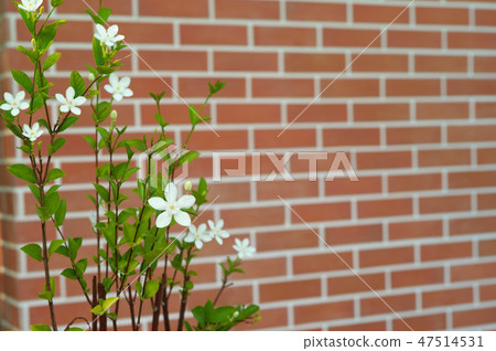 Little white blossom flowers with red bricklayer Little white blossom flowers with red bricklayer 47514531