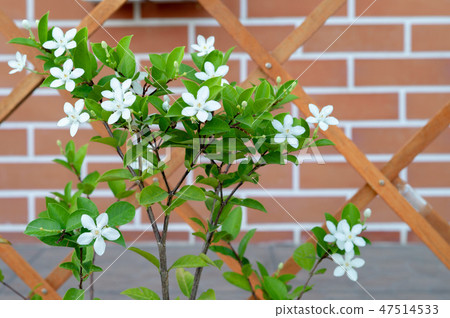 Little white blossom flowers with red bricklayer 47514533