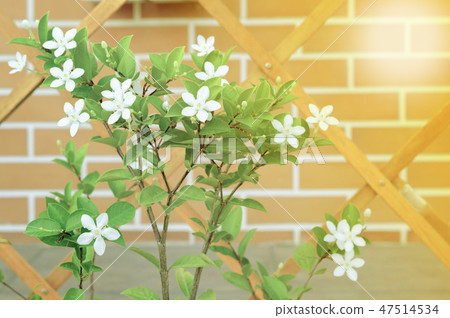 Little white blossom flowers with red bricklayer Little white blossom flowers with red bricklayer 47514534