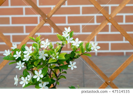 Little white blossom flowers with red bricklayer Little white blossom flowers with red bricklayer 47514535
