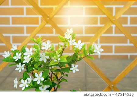Little white blossom flowers with red bricklayer Little white blossom flowers with red bricklayer 47514536