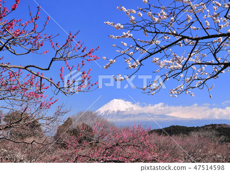 紅色和白色李子和富士山-222304 紅色和白色李子和富士山-222304 47514598