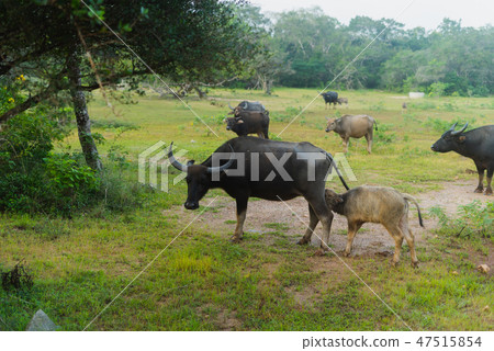 Water Buffalo in water in Wilpattu National Park in Sri Lanka 47515854