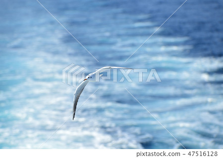 海鷗飛過伊豆海 47516128