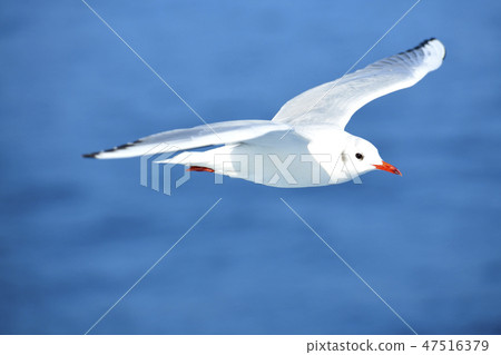 海鷗飛過伊豆海 47516379