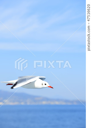 海鷗飛過熱海 47516620