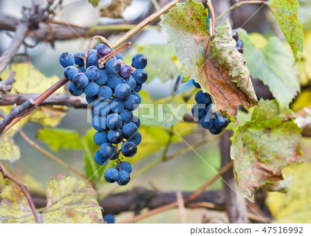 Red grapes in the vineyard at sunlight. Red grapes in the vineyard at sunlight. 47516992