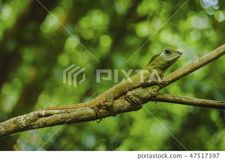 Green forest lizard.Jungle Sri Lanka greenery Sinharaja Forest Reserve Green forest lizard.Jungle Sri Lanka greenery Sinharaja Forest Reserve 47517397