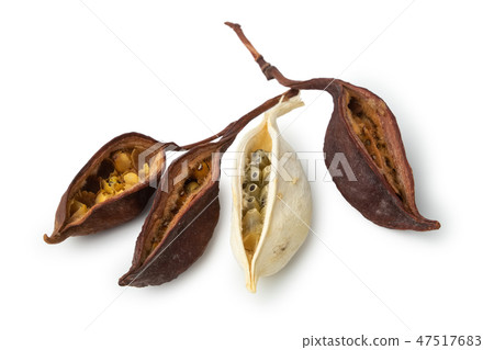 Dry exotic bean pods on white background. Dry exotic bean pods on white background. 47517683