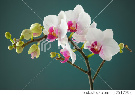 Branch of white orchid flower. 47517792