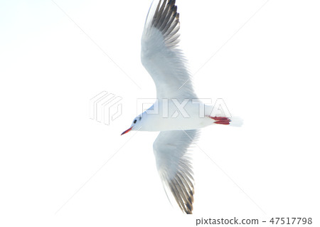 海鷗飛與白背 47517798
