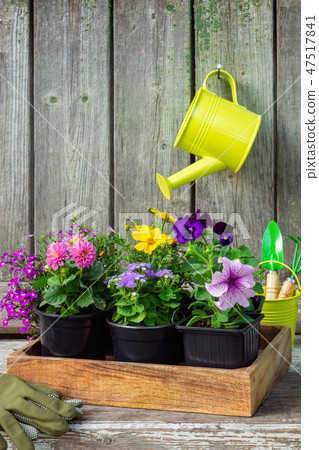 Seedlings of garden plants and flowers in crate. 47517841