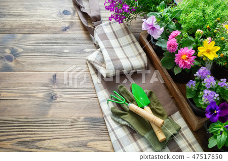 Seedlings of flowers in pots. Shovel, rake, apron. Seedlings of flowers in pots. Shovel, rake, apron. 47517850