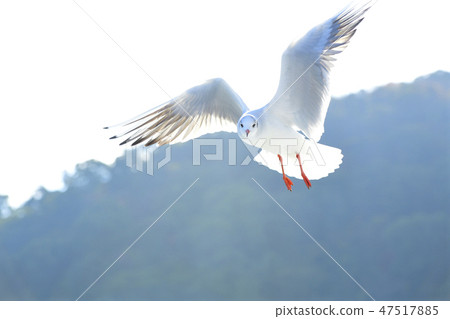 Flying gulls Flying gulls 47517885