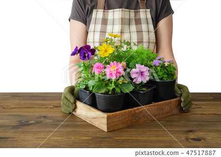 Woman gardener holds a tray with flower pots. 47517887