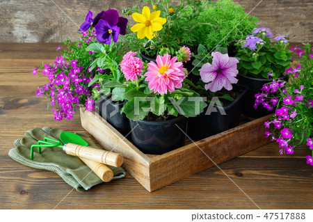 Seedlings of flowers in pots. Shovel, rake, gloves 47517888