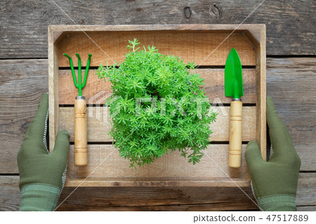 Hands of gardener hold a box with stonecrop flower Hands of gardener hold a box with stonecrop flower 47517889
