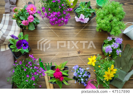 Seedlings of flowers in pots and garden equipment. 47517890