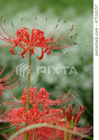 Tottori four seasons walk autumn cluster amaryllis 47518157