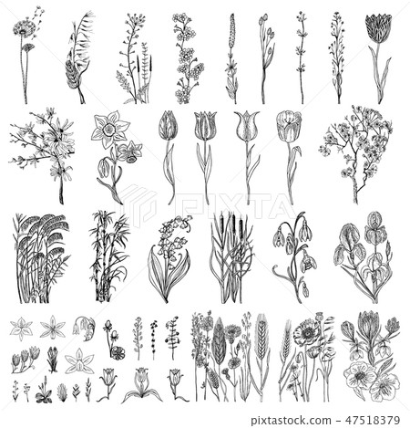 Wild Flowers with leaves. Set of Wedding botanical plant with leaf and buds. Botanical organic 47518379