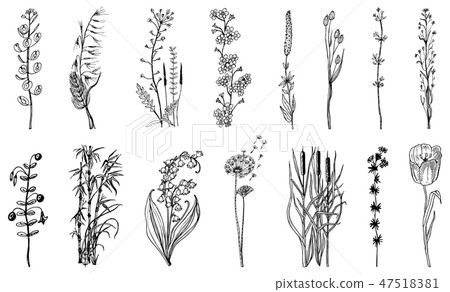 Wild Flowers with leaves. Set of Wedding botanical plant with leaf and buds. Botanical organic 47518381