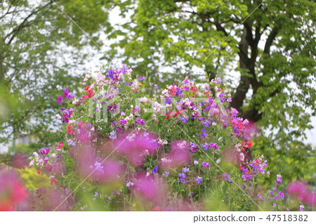 五顏六色的甜豌豆 五顏六色的甜豌豆 47518382