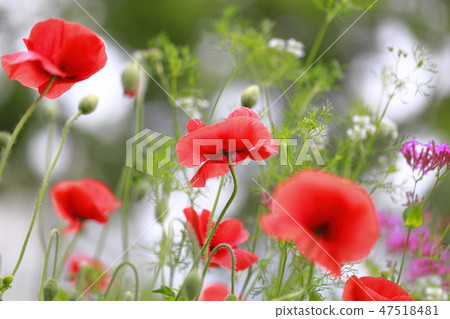 Orange poppy closeup Orange poppy closeup 47518481