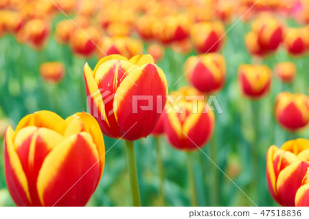 Bright tulip flowers 47518836