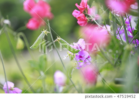 五顏六色的甜豌豆 五顏六色的甜豌豆 47519452