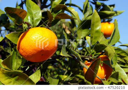 Ripe mandarin orange in Hamamatsu (Qingdao) 47520210