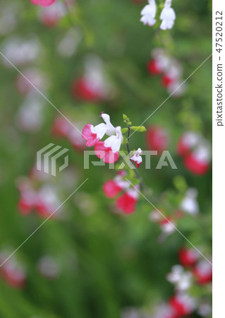櫻桃賢哲特寫鏡頭 櫻桃賢哲特寫鏡頭 47520212
