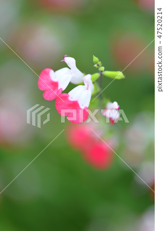 櫻桃賢哲特寫鏡頭 櫻桃賢哲特寫鏡頭 47520214