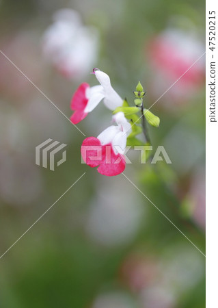 櫻桃賢哲特寫鏡頭 櫻桃賢哲特寫鏡頭 47520215